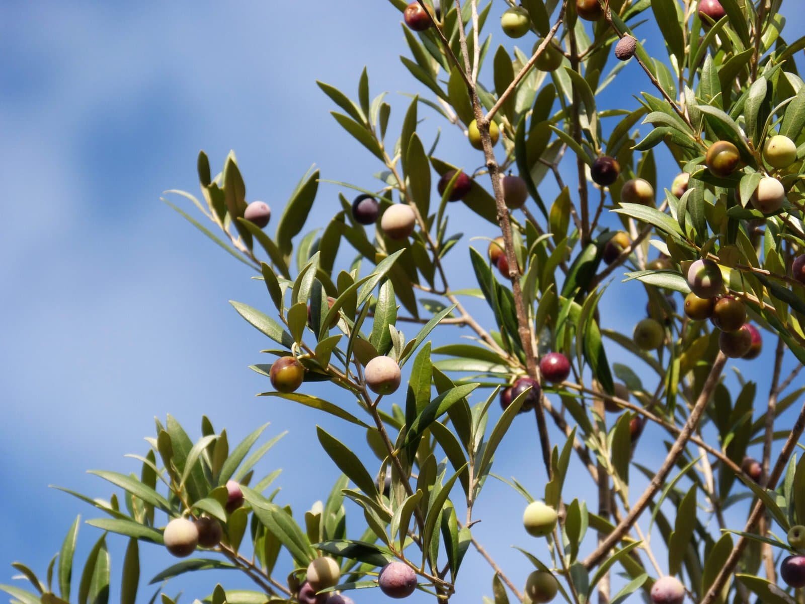 Olijfboom met groene en rijpende olijven onder een heldere blauwe lucht