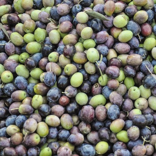 Vers geoogste olijven in verschillende stadia van rijpheid